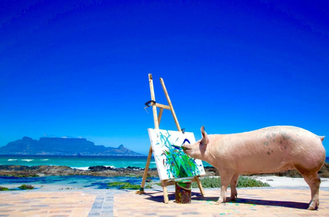 Hotel Inspiring Farm Sanctuary And Famous Painting Pig Franschhoek Exterior foto